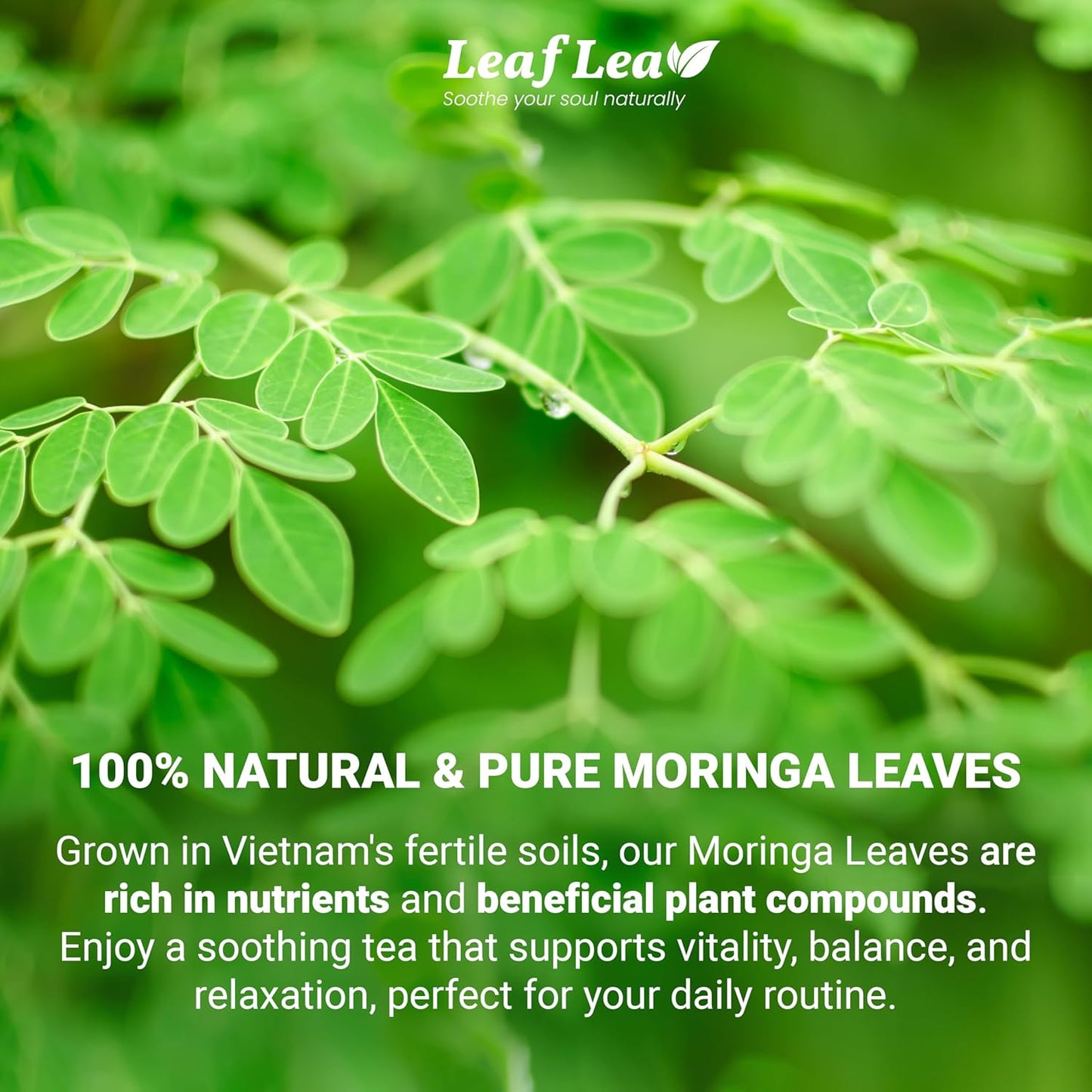40 Moringa Tea Bags, 100% Natural and Pure Moringa Leaf Herbal Tea, Supports Digestion and Immune Health, Caffeine-Free, Sugar-Free, Vegan