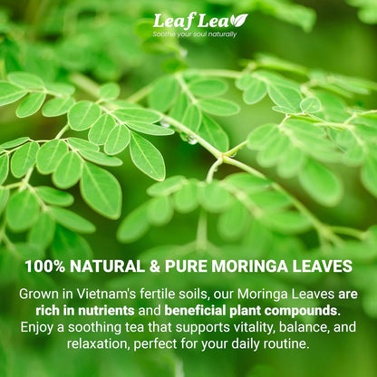 40 Moringa Tea Bags, 100% Natural and Pure Moringa Leaf Herbal Tea, Supports Digestion and Immune Health, Caffeine-Free, Sugar-Free, Vegan